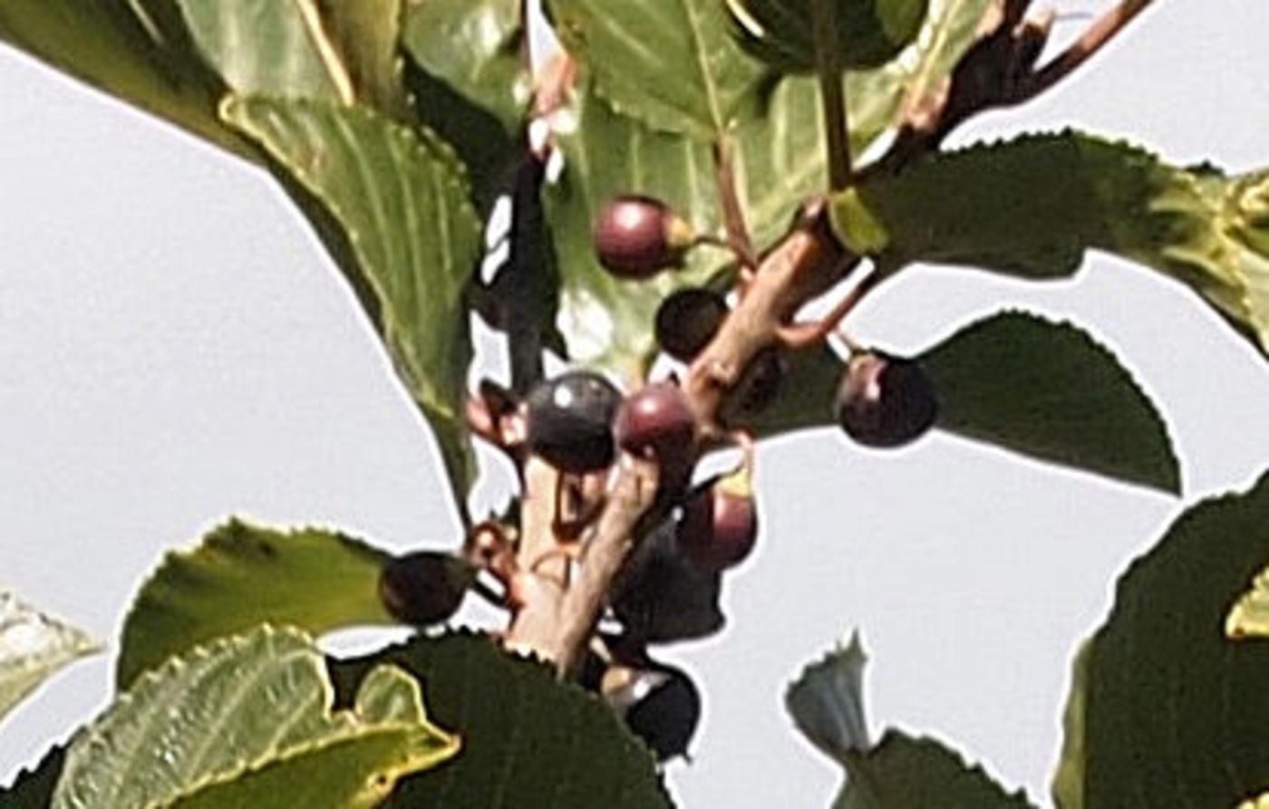 Buckthorn, Alpine fruit